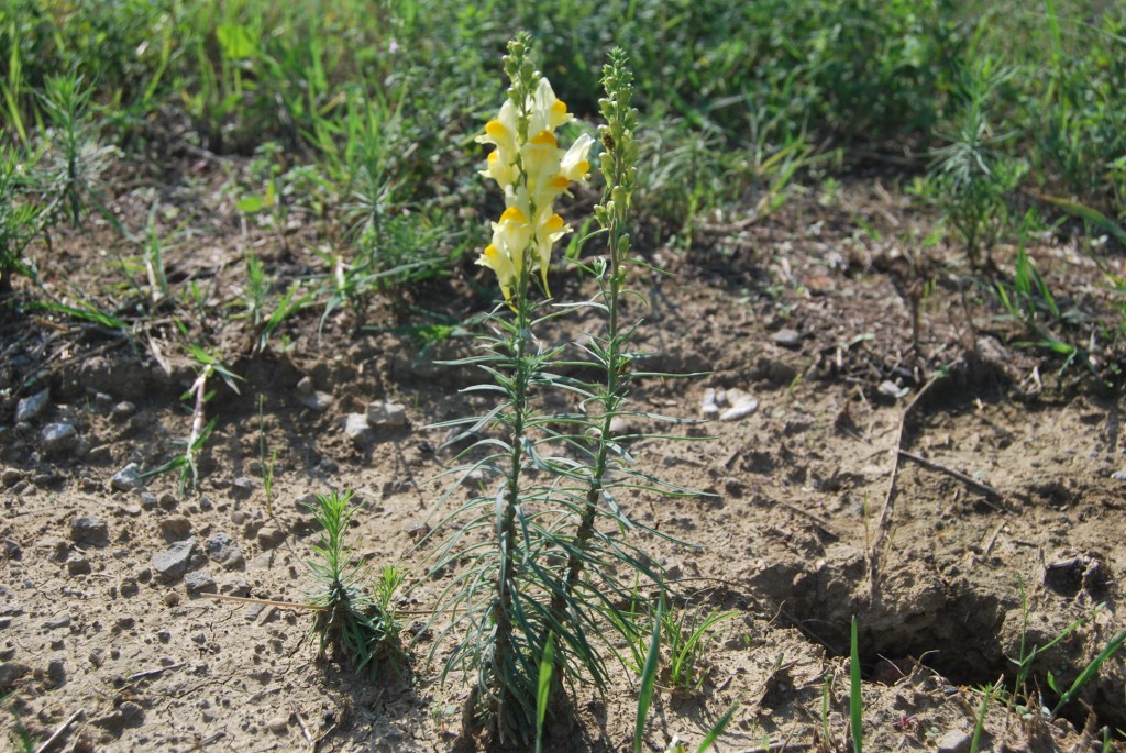 Linaria vulgaris
